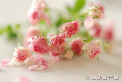 谁捧起花的脸庞，让岁月美的黯然神伤 (1)