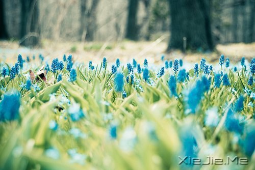 谁捧起花的脸庞，让岁月美的黯然神伤 (5)