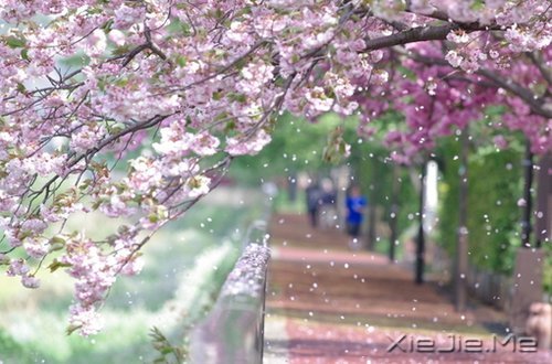 谁捧起花的脸庞，让岁月美的黯然神伤 (3)