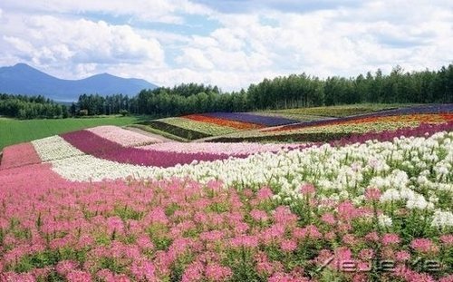 谁捧起花的脸庞，让岁月美的黯然神伤 (9)