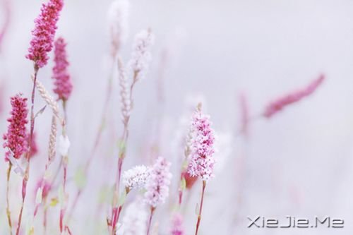 晚安心语：真正的泪水来自心底，眼睛只是一个小小的出口 (2)