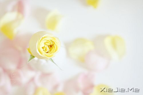 晚安心语：真正的泪水来自心底，眼睛只是一个小小的出口 (8)
