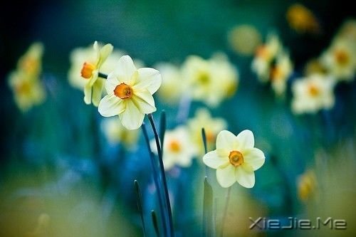 晚安心语：真正的泪水来自心底，眼睛只是一个小小的出口 (10)