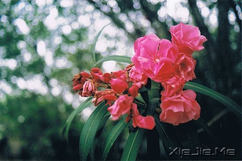 经典语录：输什么也不能输了心情 (9)
